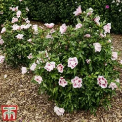 Hibiscus 'Starburst Chiffon' -Plants Sales Store hibi star5