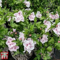 Hibiscus 'Starburst Chiffon' -Plants Sales Store hibi star6