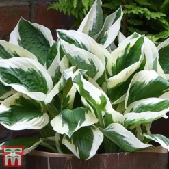 Hosta 'Patriot'