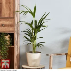 Kentia Palm -Plants Sales Store howe fors2