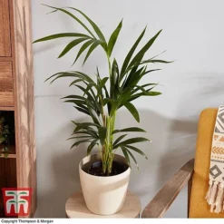 Kentia Palm -Plants Sales Store howe fors3