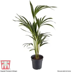 Kentia Palm -Plants Sales Store howe fors4