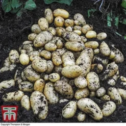 Potato 'T&M Favourites Collection' -Plants Sales Store jazzy