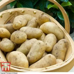 Potato 'T&M Favourites Collection' -Plants Sales Store jazzy21