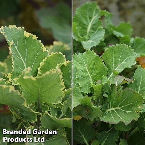 Kale 'Daubenton's Duo' 1 Kale 'Daubenton's Duo'