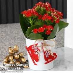Christmas Kalanchoe - Gift -Plants Sales Store kali2