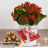 Christmas Kalanchoe - Gift