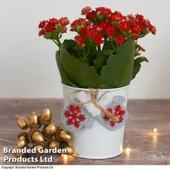 Christmas Kalanchoe - Gift -Plants Sales Store kali4