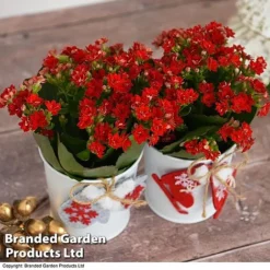 Christmas Kalanchoe - Gift -Plants Sales Store kali6
