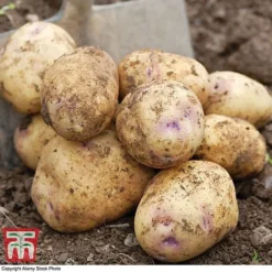 Potato 'T&M Favourites Collection' -Plants Sales Store kest