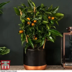 Kumquat - Citrus