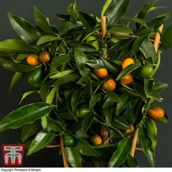 Kumquat - Citrus -Plants Sales Store kumquat trellis3