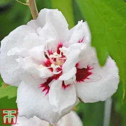 Hibiscus Syriacus 'Lady Stanley' -Plants Sales Store lady s