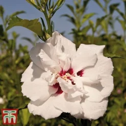 Hibiscus Syriacus 'Lady Stanley' -Plants Sales Store lady s2