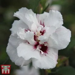 Hibiscus Syriacus 'Lady Stanley' -Plants Sales Store lady s4