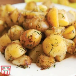 Potato 'T&M All Year Round Collection' -Plants Sales Store ladych