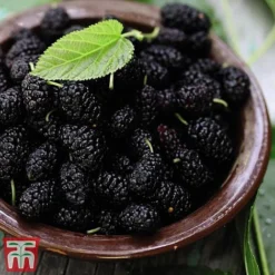 Mulberry 'Charlotte Russe' (Mojo Berry) -Plants Sales Store mulb