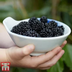 Mulberry 'Charlotte Russe' (Mojo Berry) -Plants Sales Store mulberry mojo 3