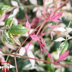 Nandina Domestica 'Twilight' -Plants Sales Store nan