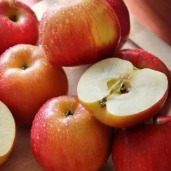 Apple 'Family Apple Tree' -Plants Sales Store national apple day braeburn