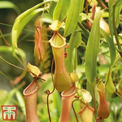 Nepenthes Alata -Plants Sales Store nepe