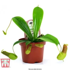 Nepenthes Alata -Plants Sales Store nepe arrival