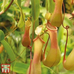 Nepenthes Alata -Plants Sales Store nepe21