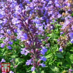 Nepeta Faassenii 'Purrsian Blue' -Plants Sales Store nepe22