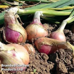 Onion Triple Pack (Spring) -Plants Sales Store onion keravil pink11