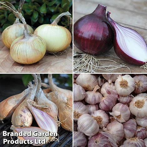 Onion, Garlic And Shallot Collection 1 Onion, Garlic And Shallot Collection