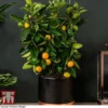 Calamondin Orange - Citrus