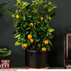 Calamondin Orange - Citrus