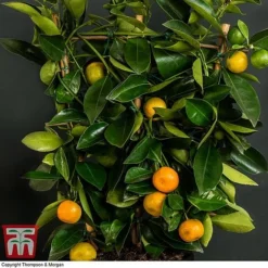 Calamondin Orange - Citrus -Plants Sales Store orange trellis3