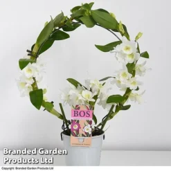 Dendrobium Nobile 'White Arch' -Plants Sales Store orchid1
