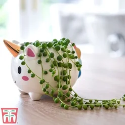 Senecio 'String Of Pearls' -Plants Sales Store pearl1