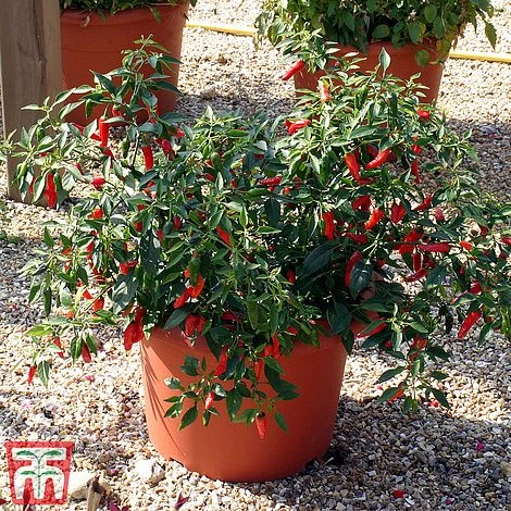Chilli Pepper 'Apache' F1 Hybrid 2 Chilli Pepper 'Apache' F1 Hybrid - Image 2