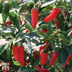 Chilli Pepper 'Apache' F1 Hybrid 7 Chilli Pepper 'Apache' F1 Hybrid -Plants Sales Store pepp apach3
