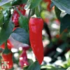 Chilli Pepper 'Apache' F1 Hybrid