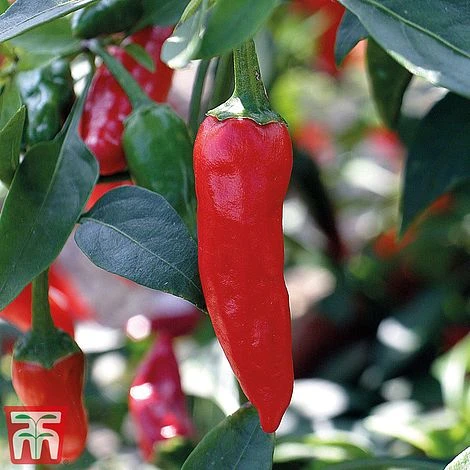 Chilli Pepper 'Apache' F1 Hybrid 1 Chilli Pepper 'Apache' F1 Hybrid