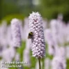 Persicaria Bistorta 'Superba'