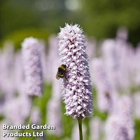 Persicaria Bistorta 'Superba' 1 Persicaria Bistorta 'Superba'