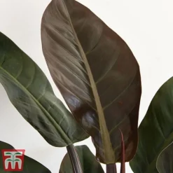 Philodendron 'Imperial Red' -Plants Sales Store phil31