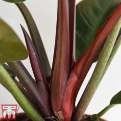 Philodendron 'Imperial Red' -Plants Sales Store phil4