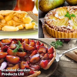 Mini Orchard Trio -Plants Sales Store pie2