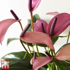 Anthurium Aqua In Sierglass -Plants Sales Store pink22