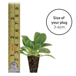 Gaillardia 'Mesa Bright Bicolour' -Plants Sales Store plugsize49