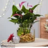 Anthurium Aqua - Gift