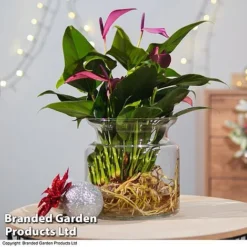 Anthurium Aqua - Gift