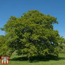 Truffle Tree - Oak -Plants Sales Store quer rob3