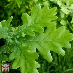 Truffle Tree - Oak -Plants Sales Store quer rob4